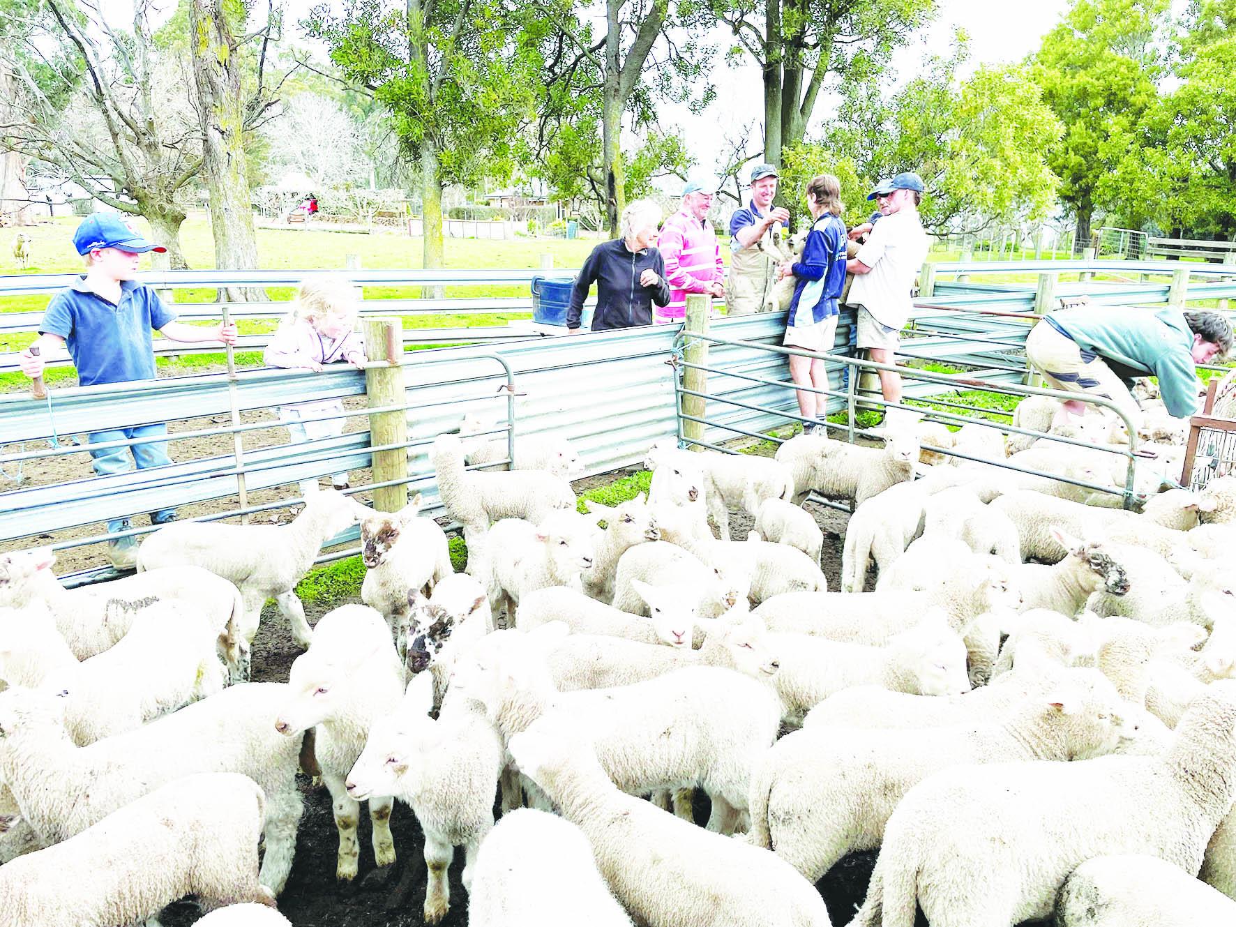 Lambs
