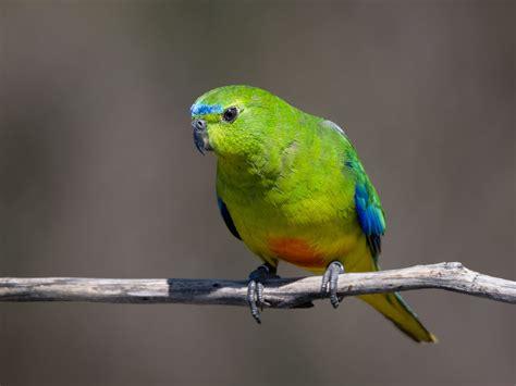 Orange bellied parrot