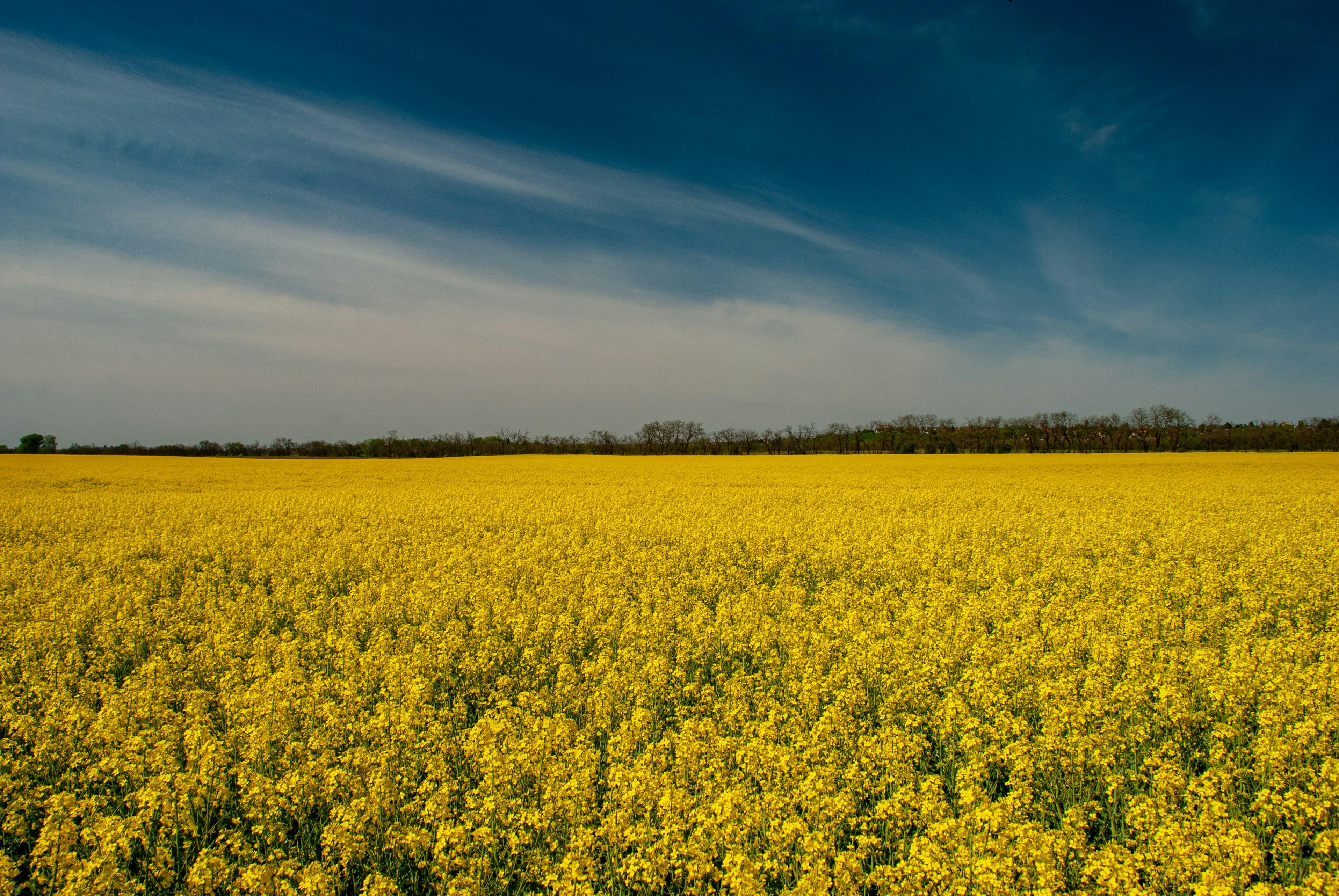 Canola