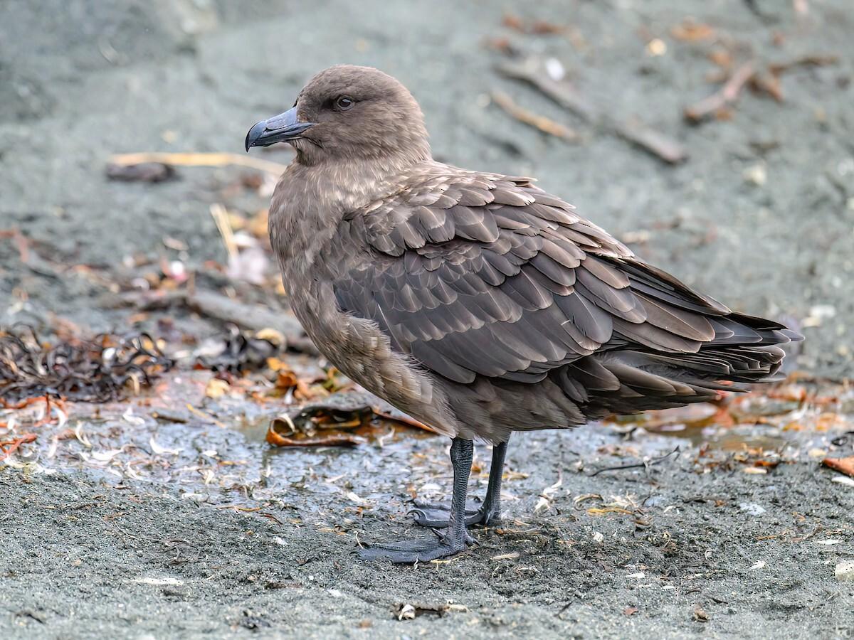 A Brown Skua