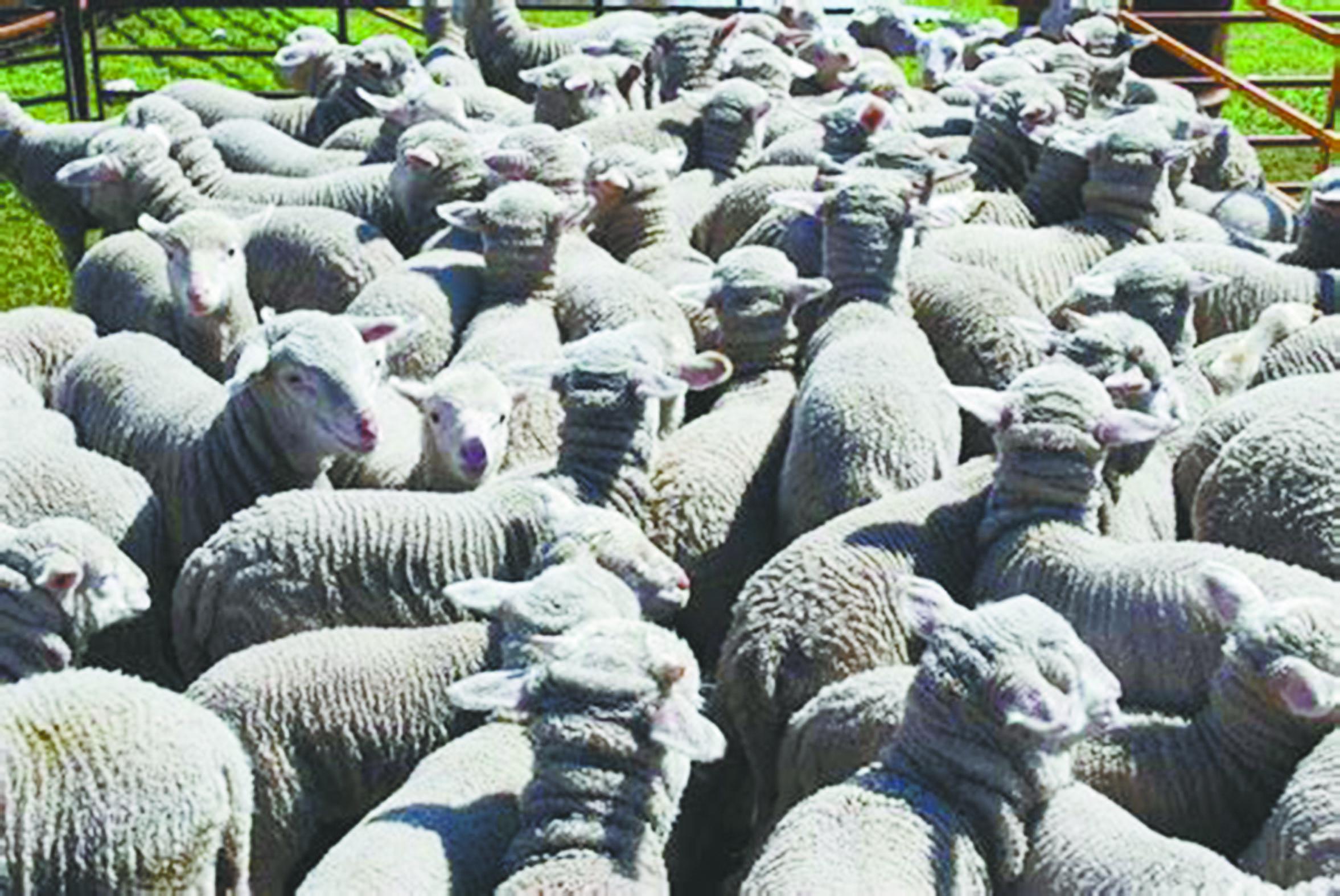 Pen of sheep