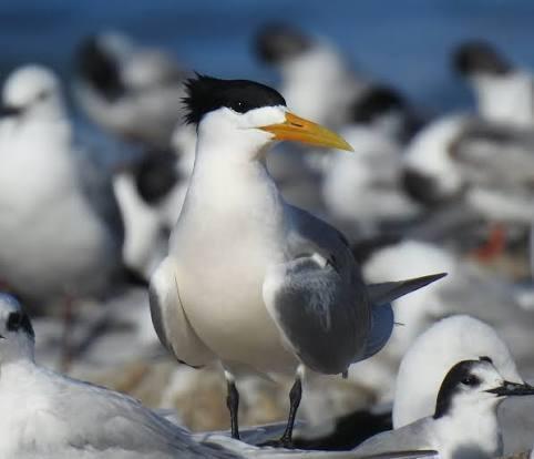 A Crested Tern