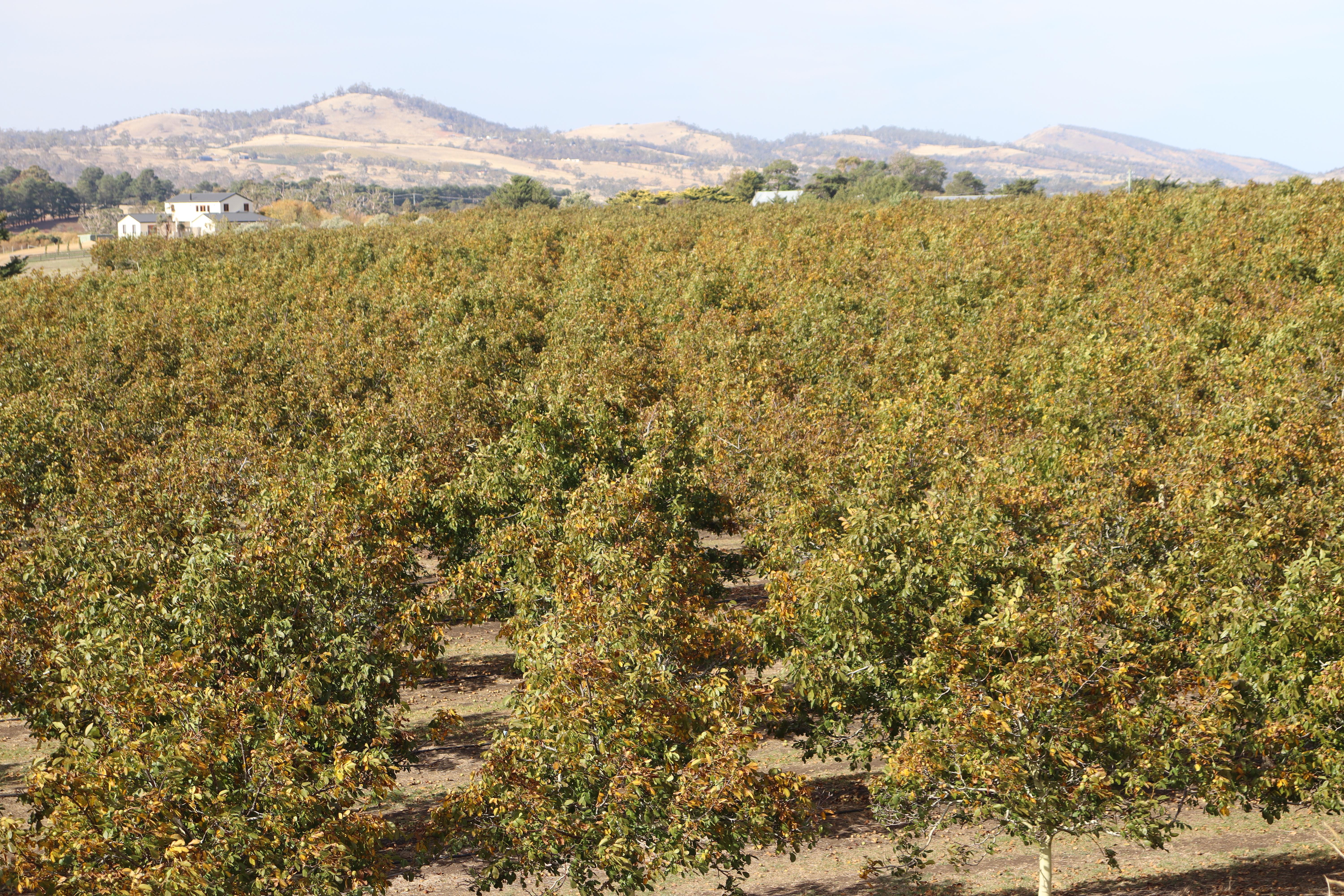 Richmond Walnuts