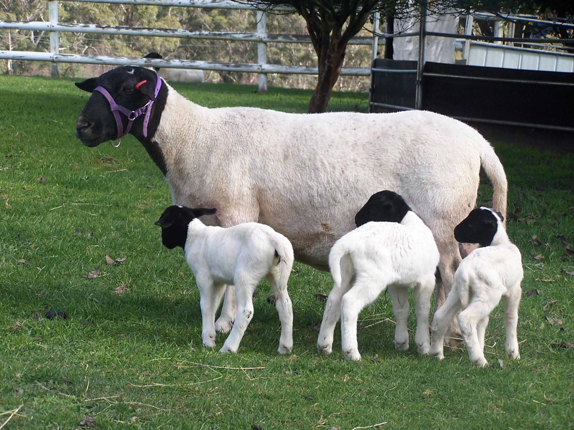Stud ewe Chatswood Jaime and her 1 day old triplets