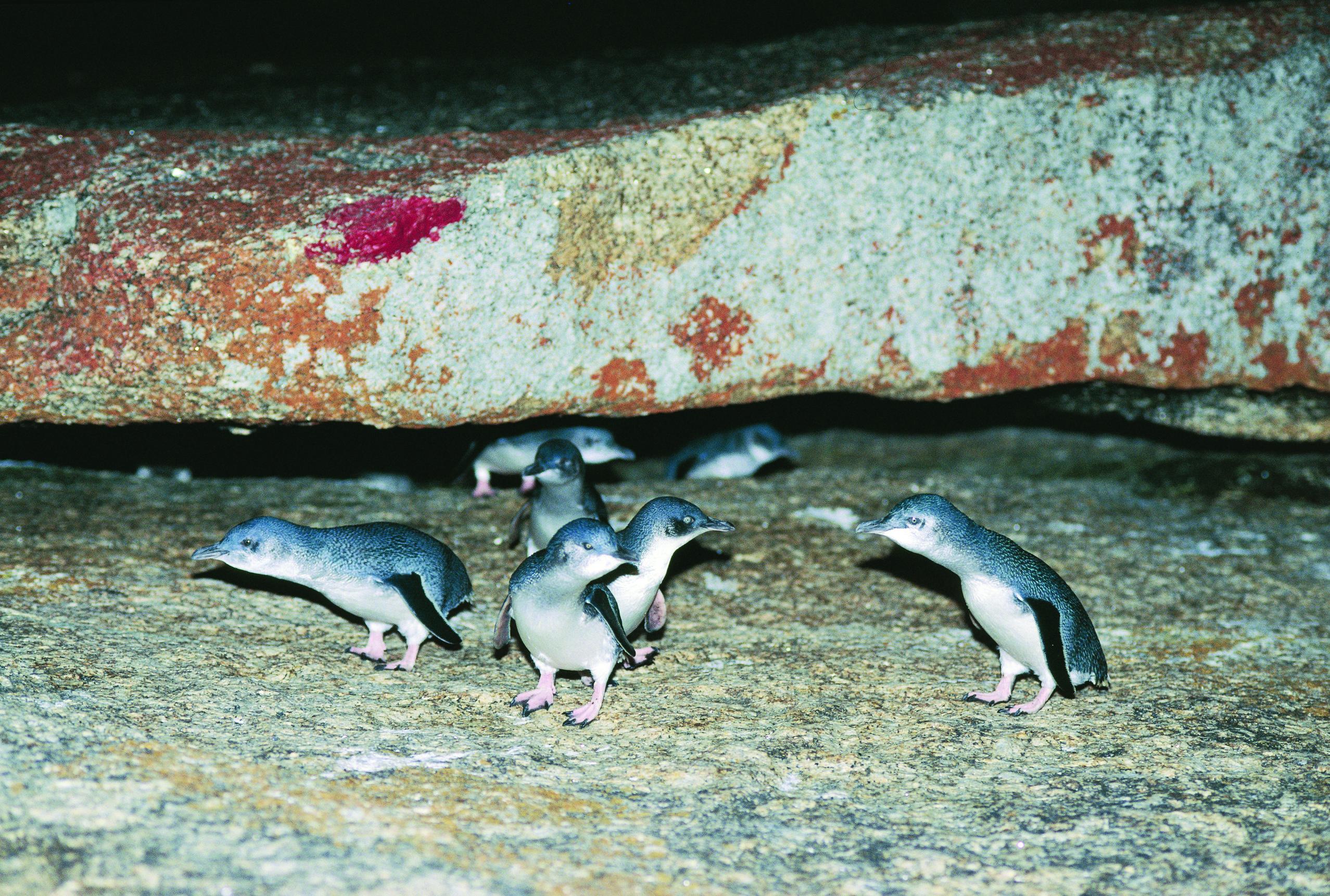 Little penguins