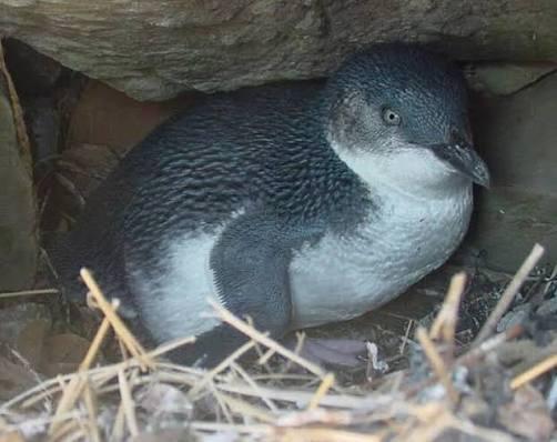 Little Penguins