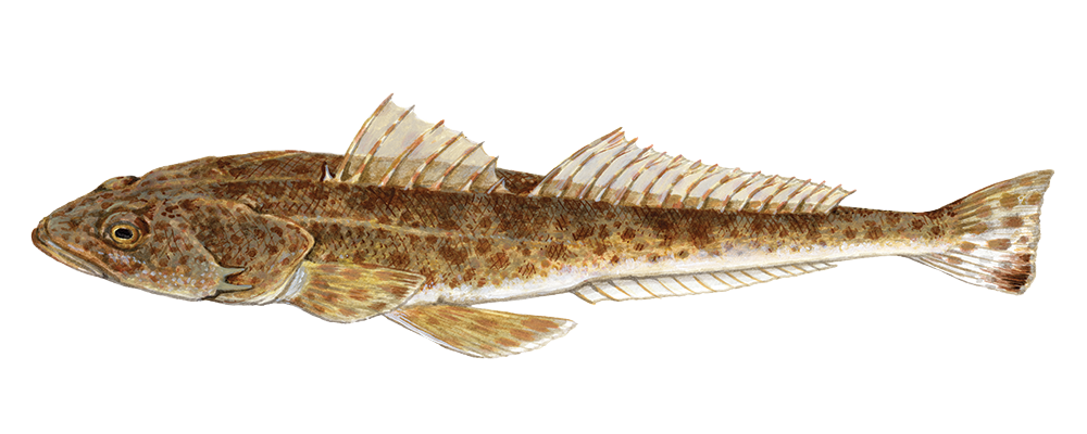 Sand flathead
