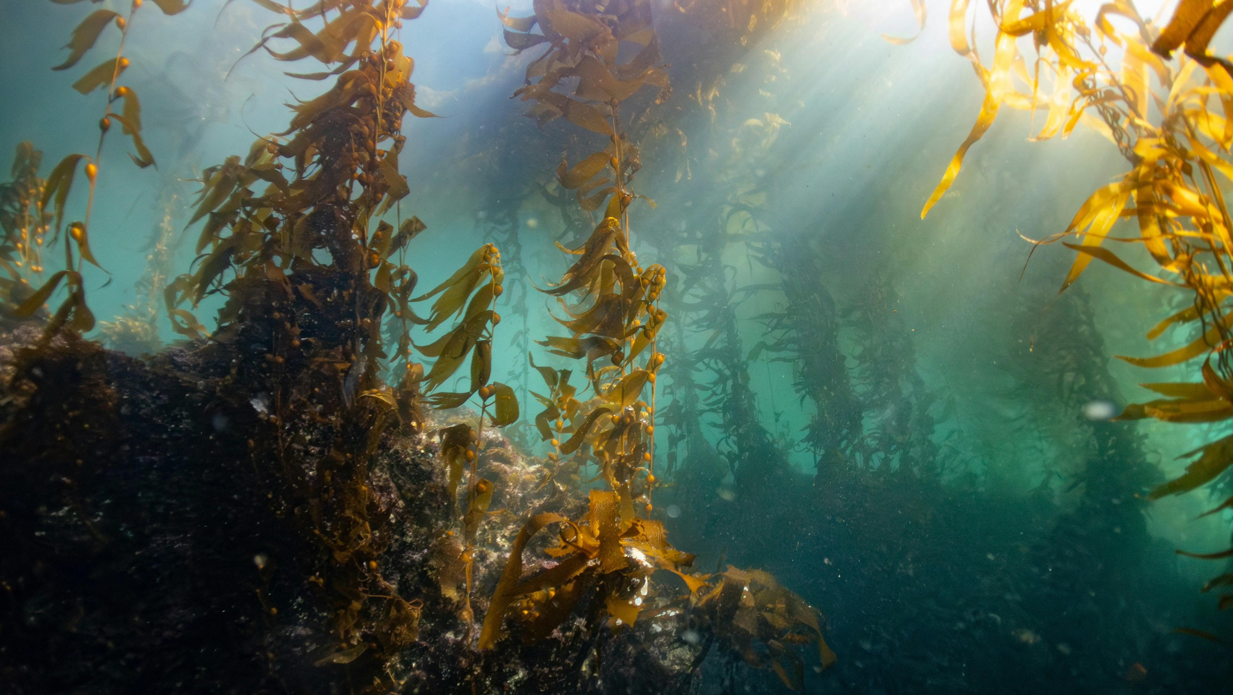 Kelp