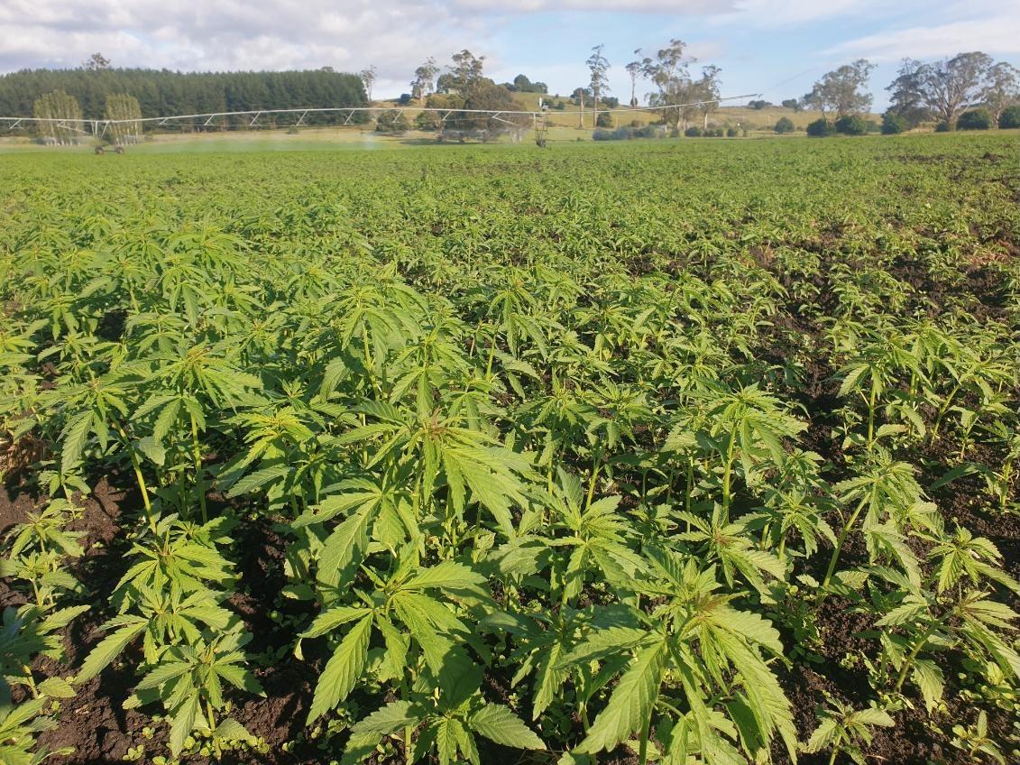 Hemp
