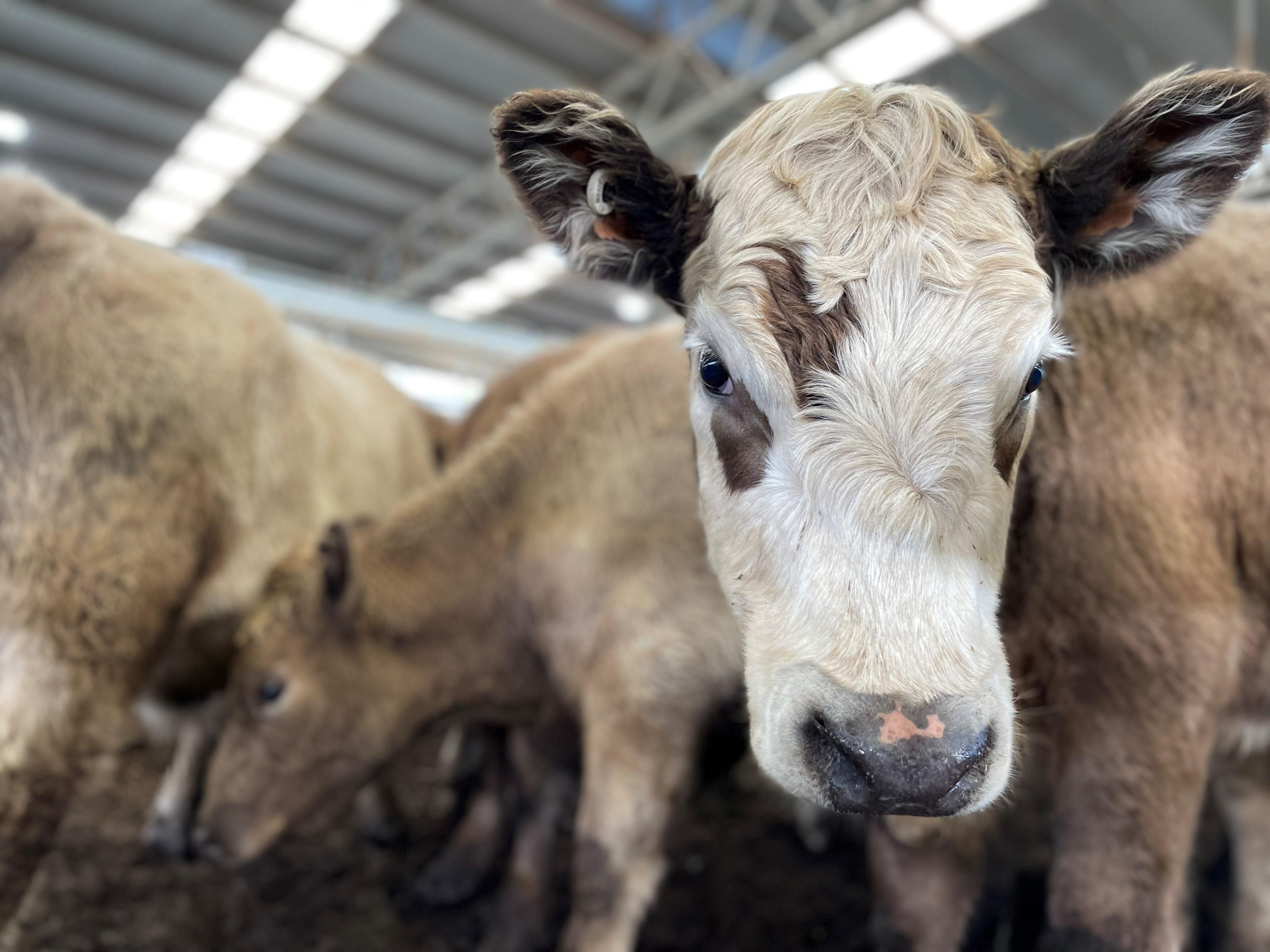 Cattle