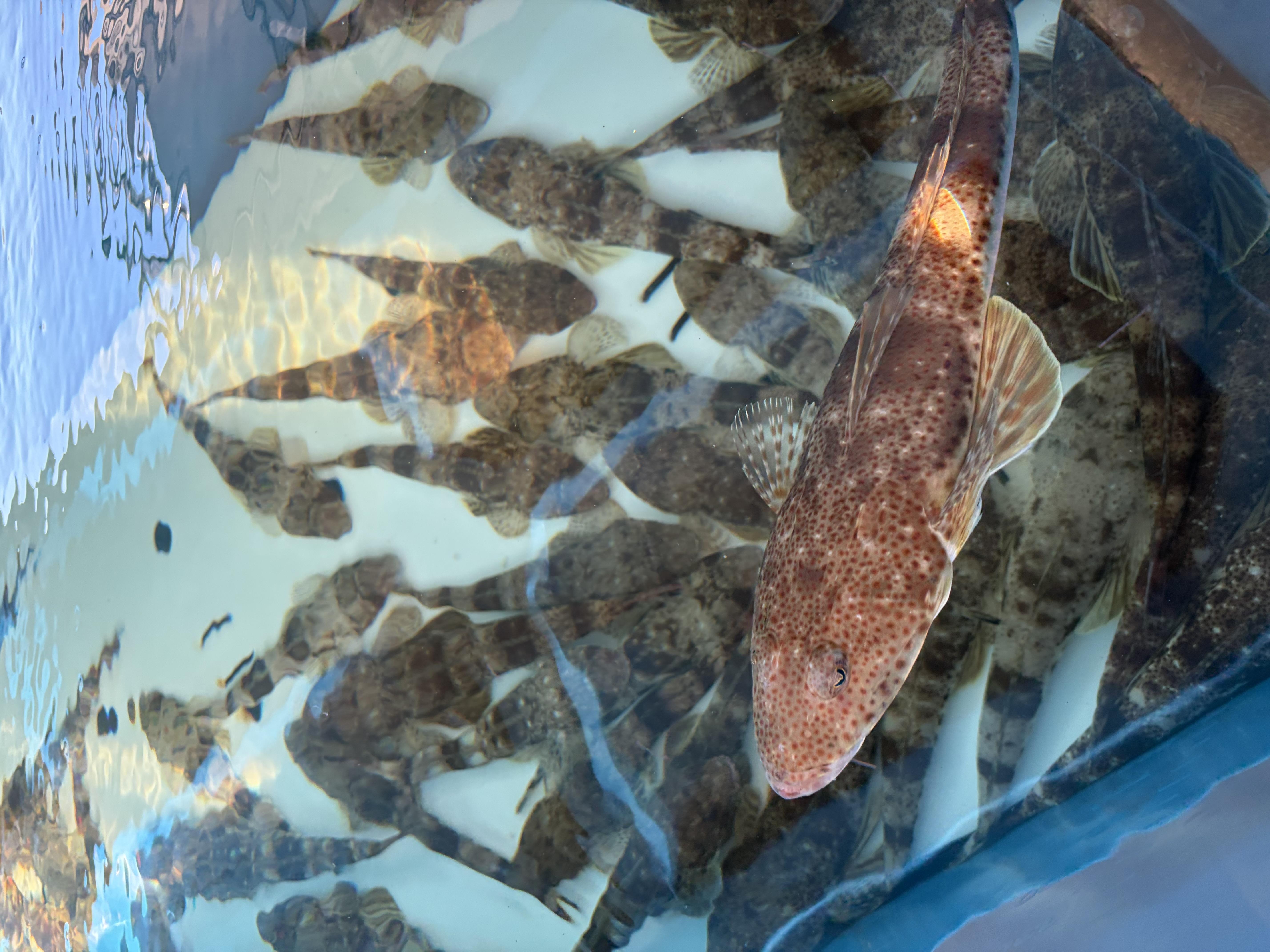 Flathead broodstock at IMAS