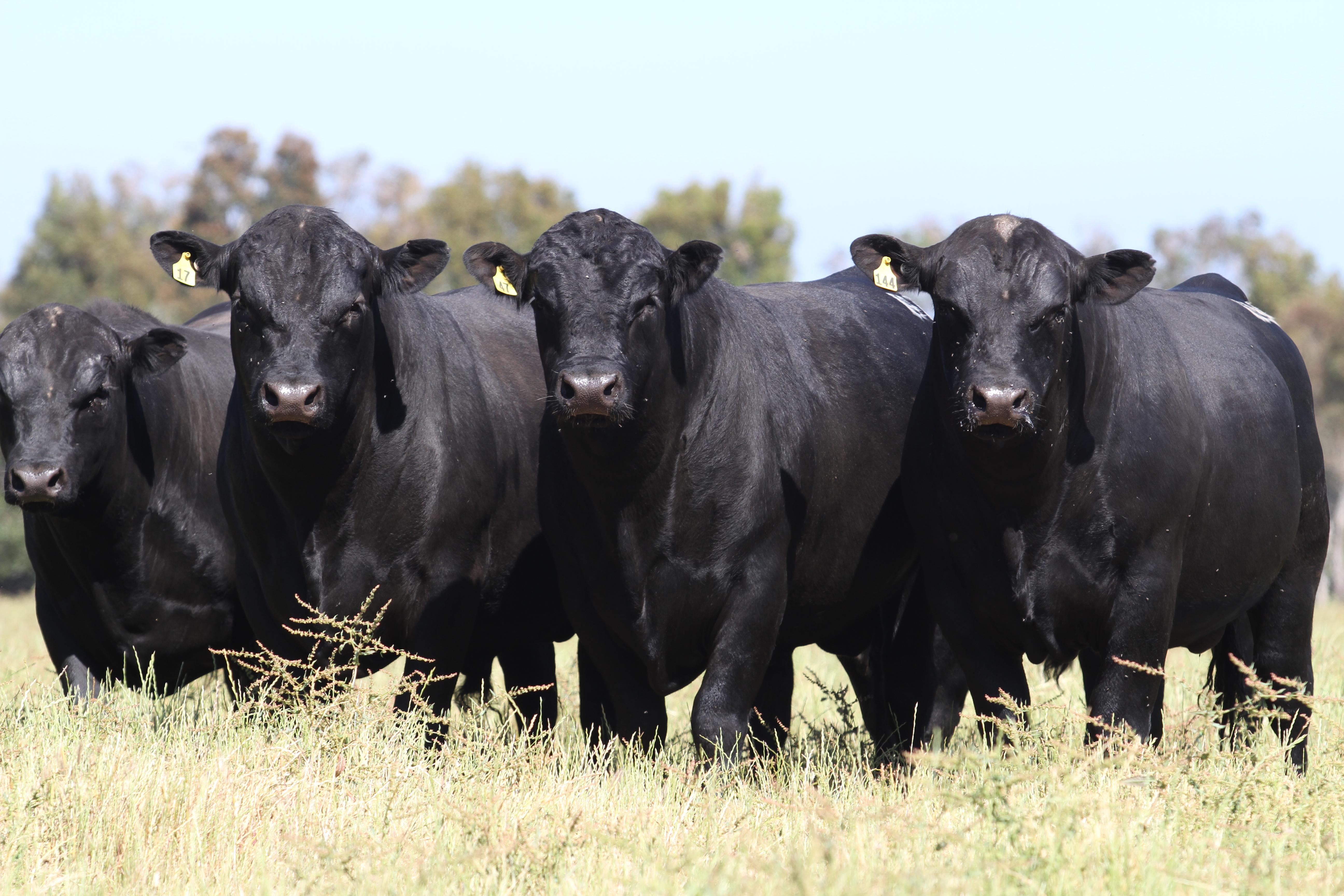 Angus bulls