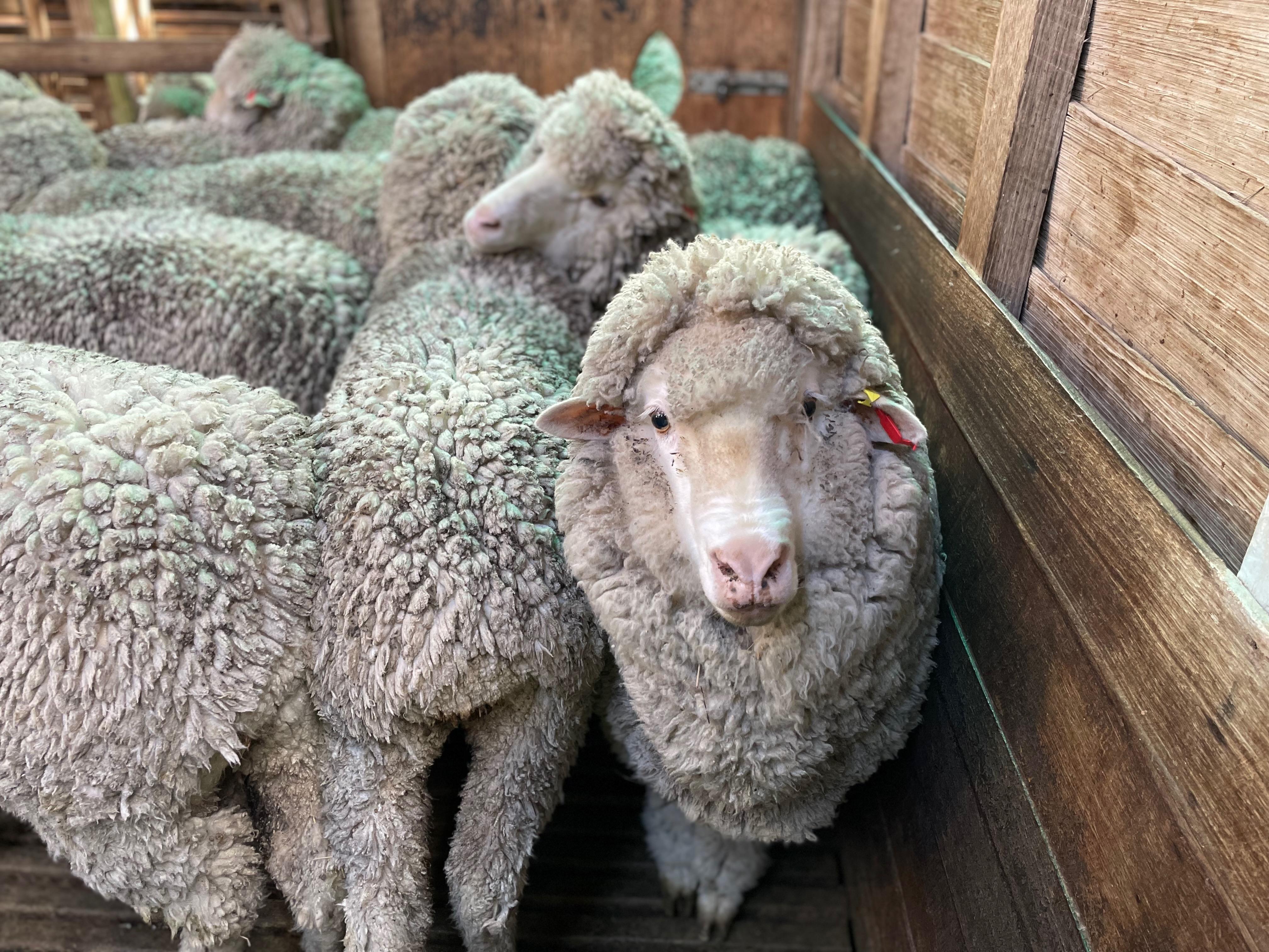 Merino sheep