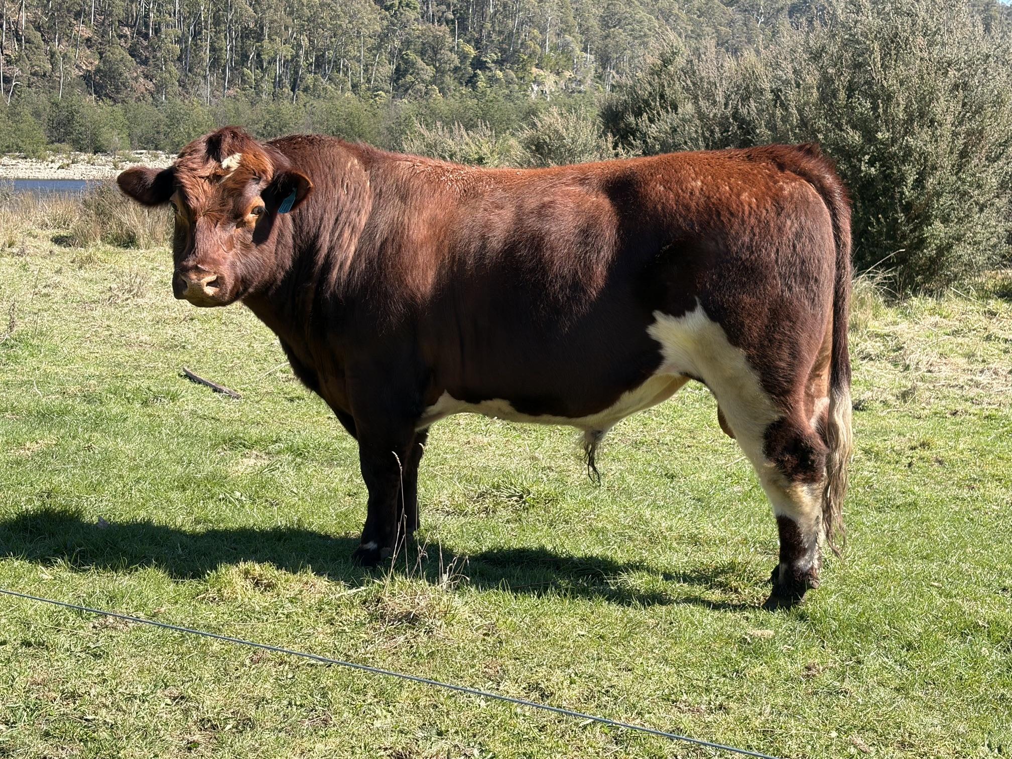 The Den Ultra U407, a home bred sire that will be used over the commercial cow herd this joining.