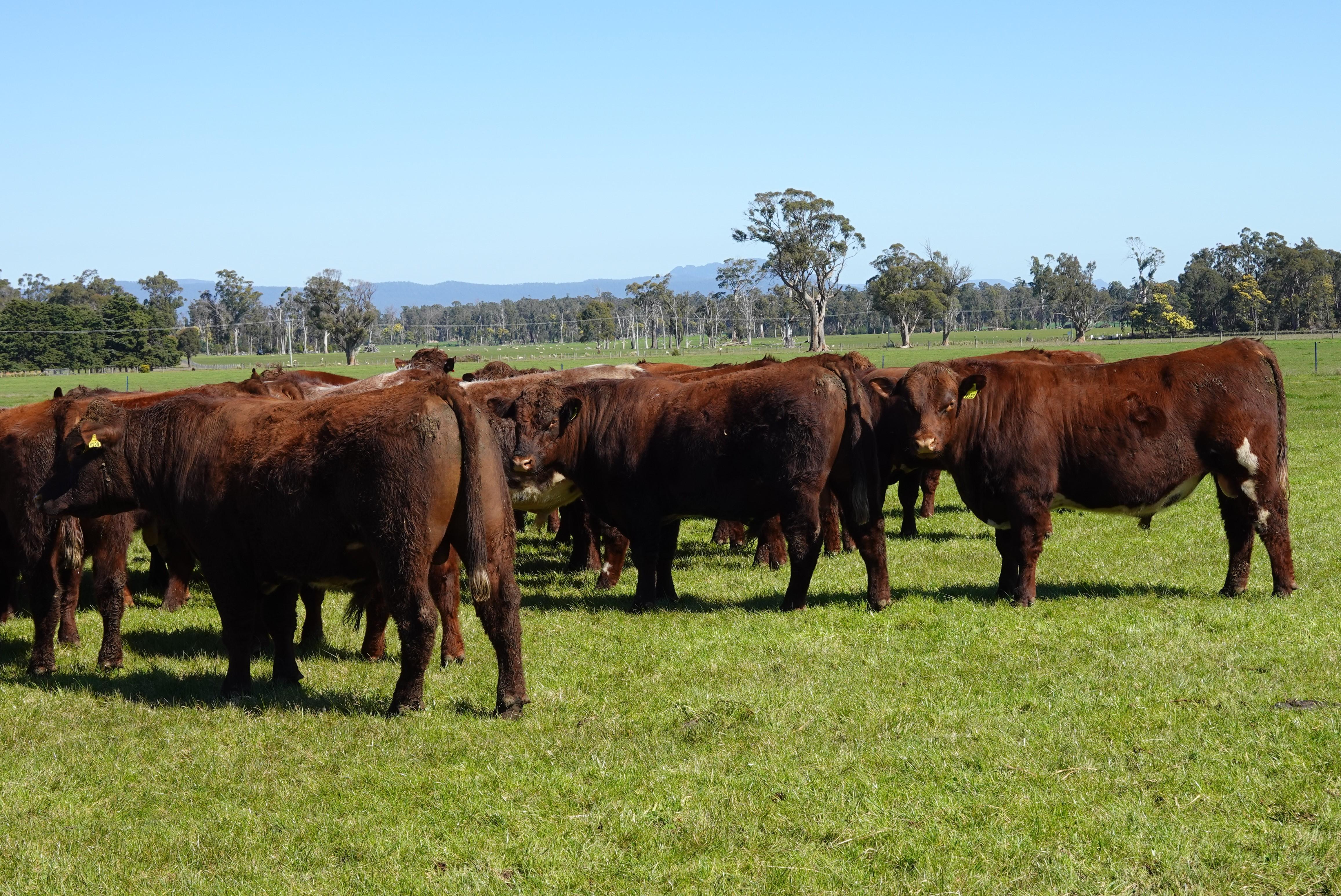 A group of Sillwood calves