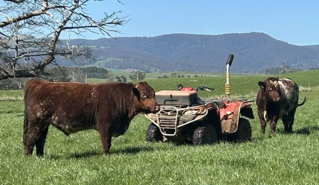 North Eastern Casey and Cedric.