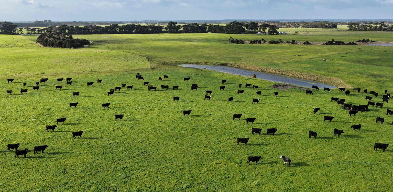 Four King Island farms are for sale