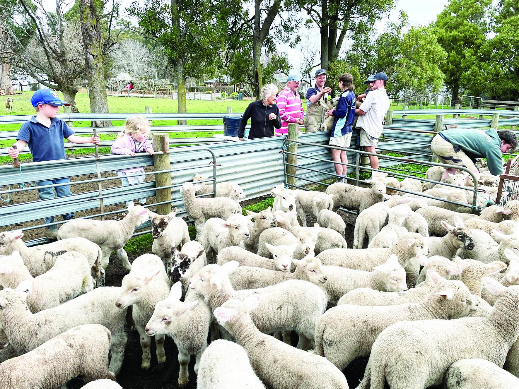 Lambs