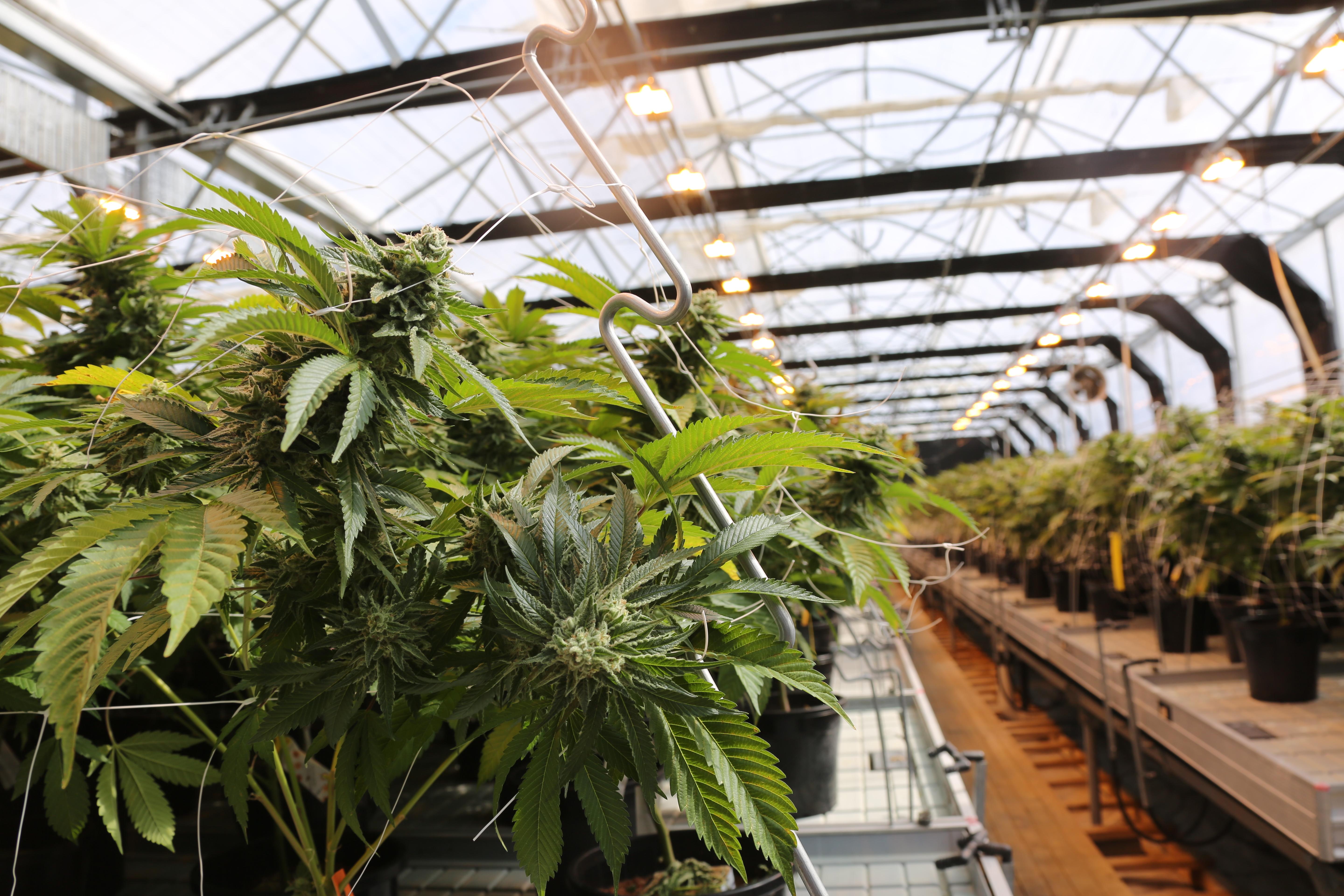 Tasmanian Botanics