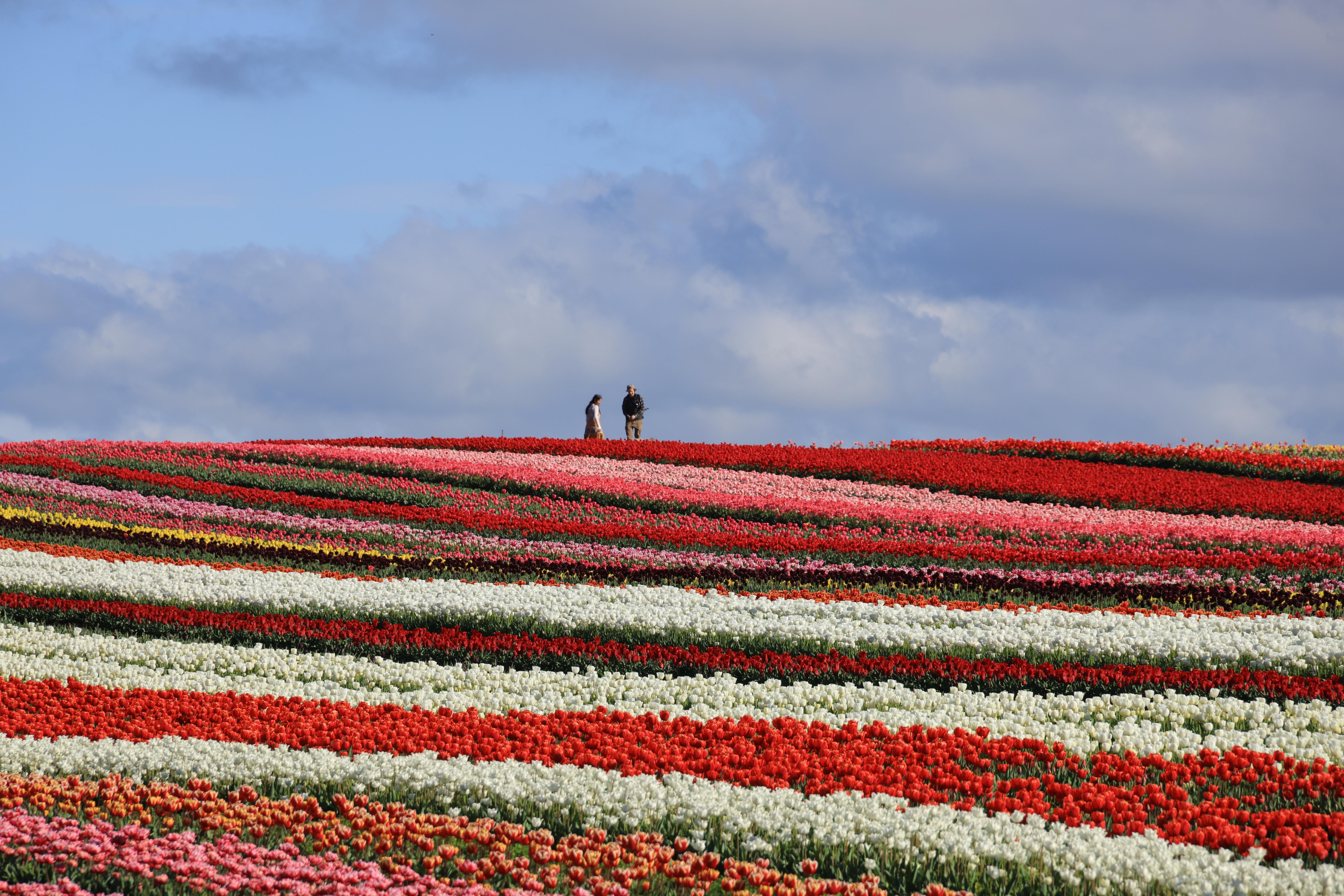 Table Cape Tulp Farm.