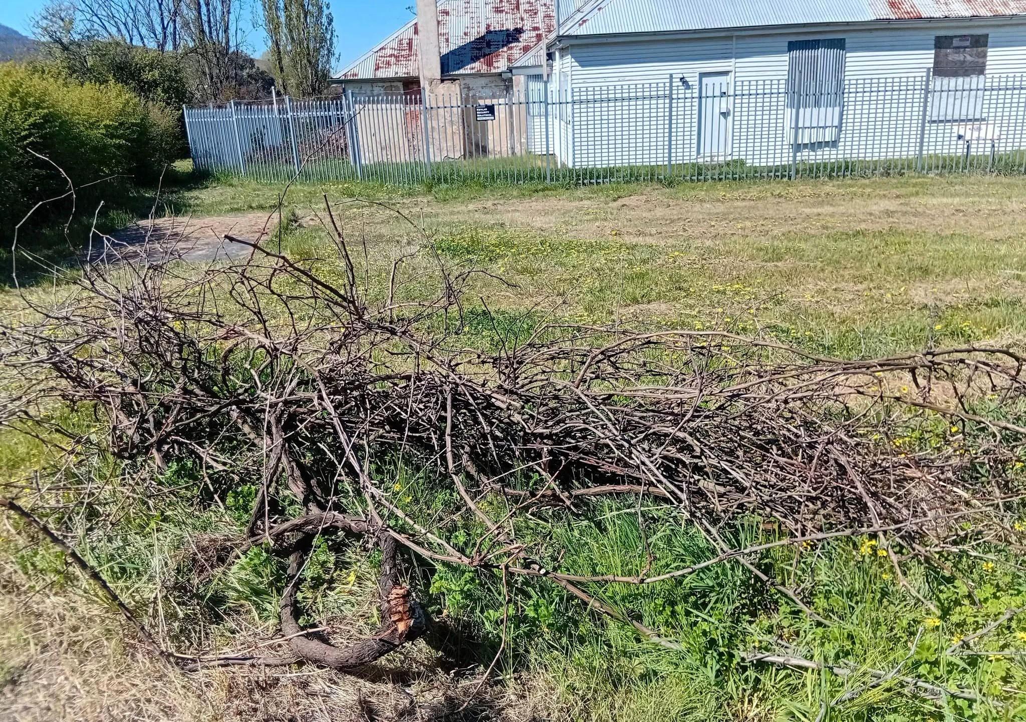 Destroyed vine at Frascati House