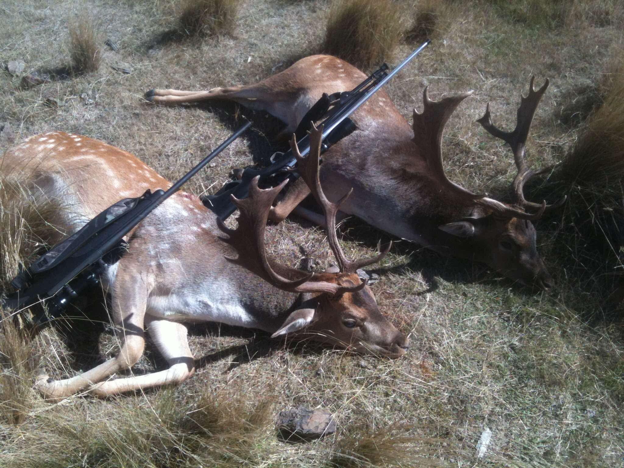 Deer numbers continue to escalate despite reduction in hunting red tape