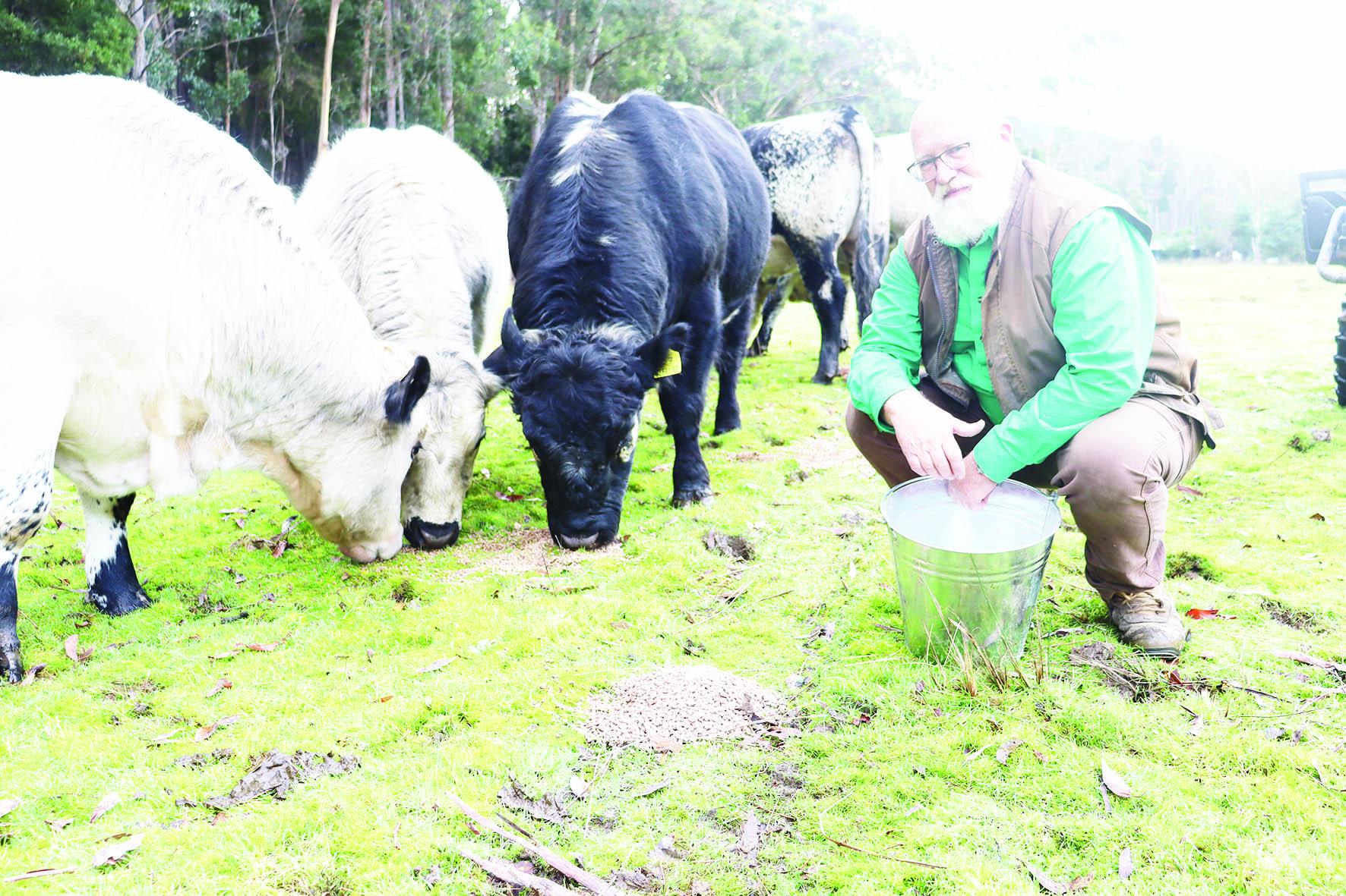 Phillip Wright with Speckle Park cattle