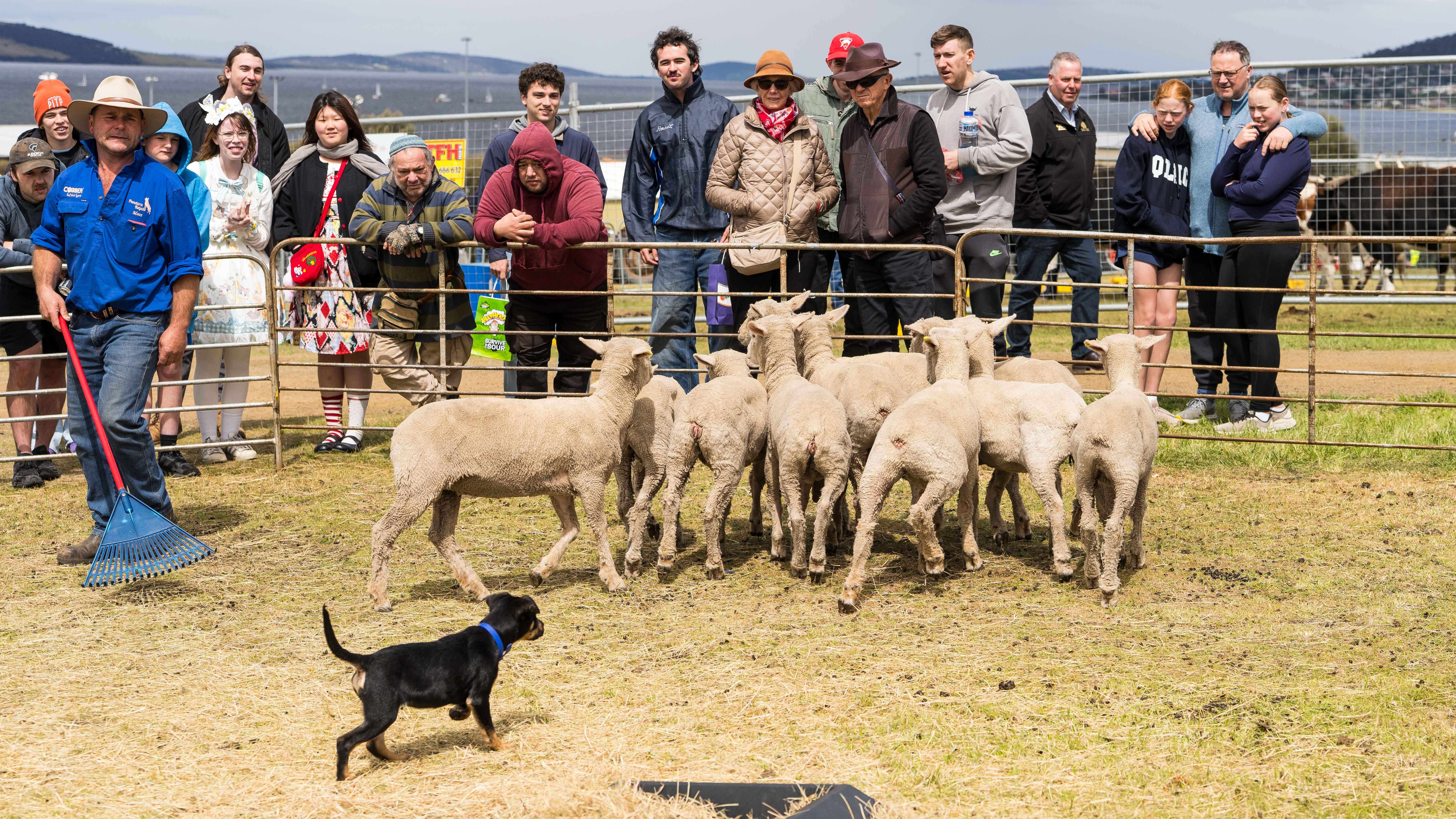 A working dog in action at the Royal Hobart Show