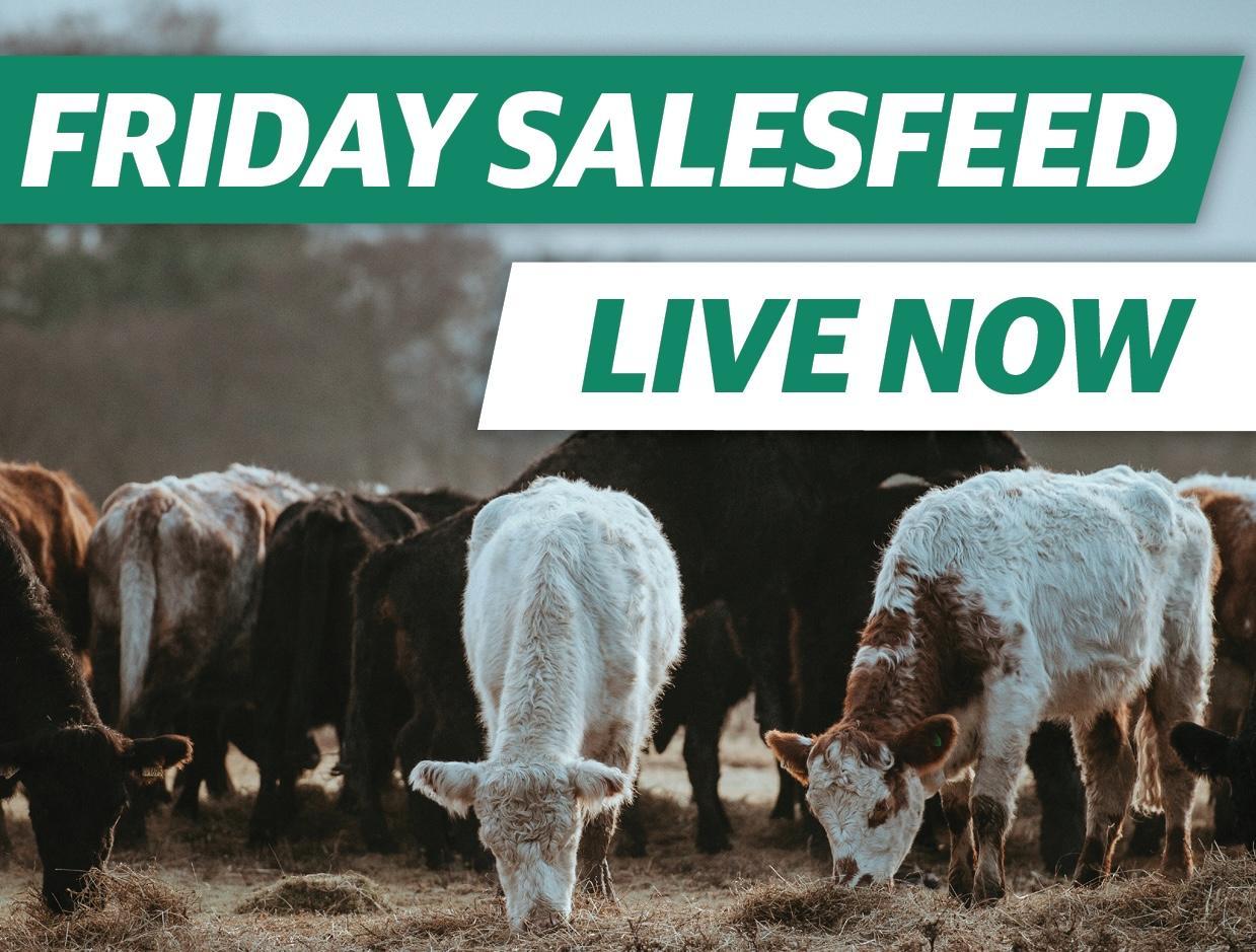 Friday Salesfeed