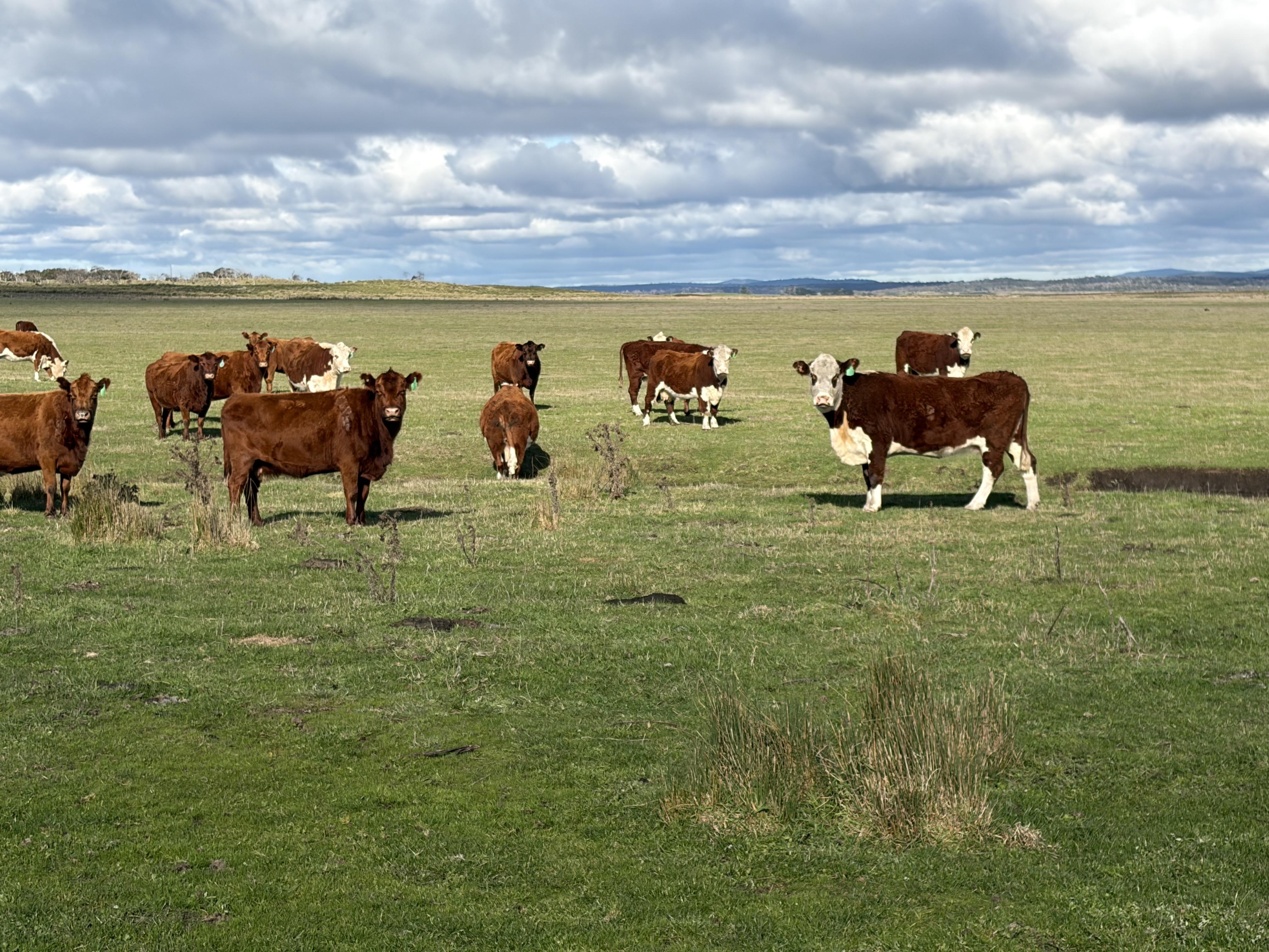 Cattle at Rushy Lagoon