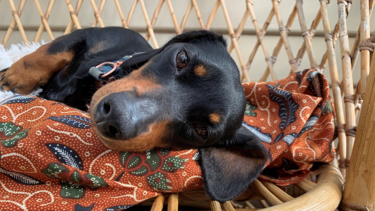 Frankie the Dachshund Frankie the Dachshund