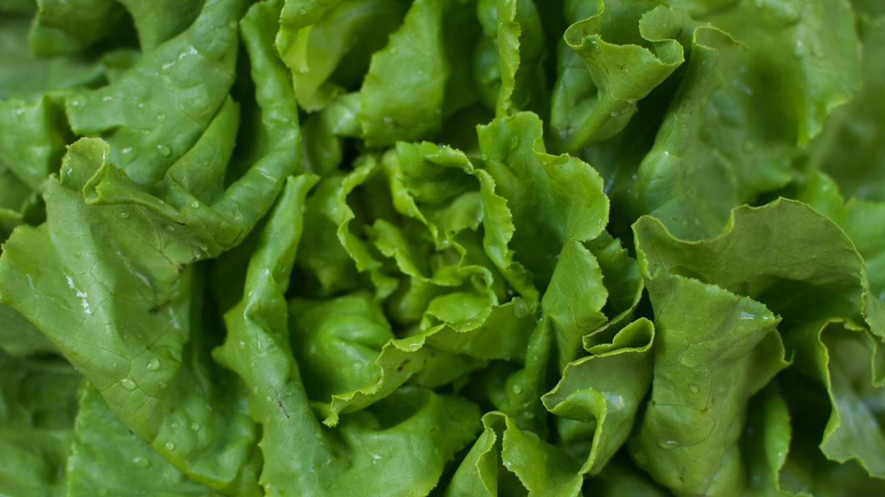 Lettuce