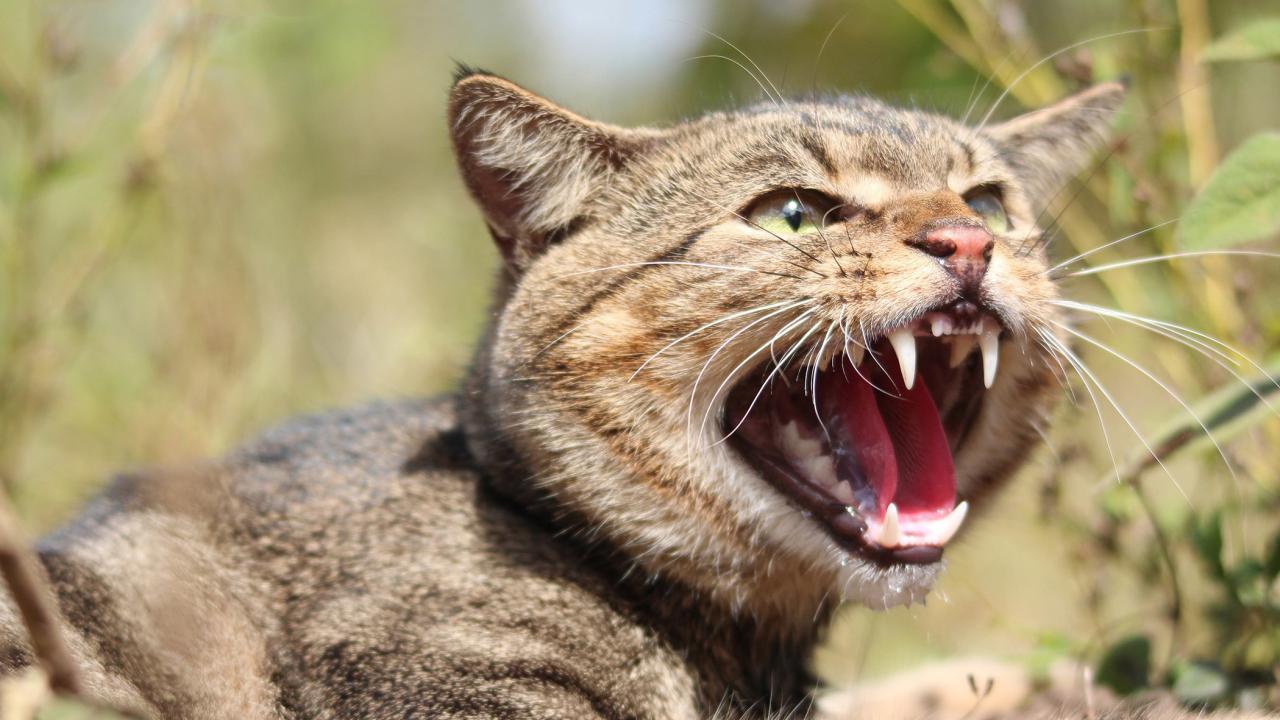 Feral Cat Feral Cat