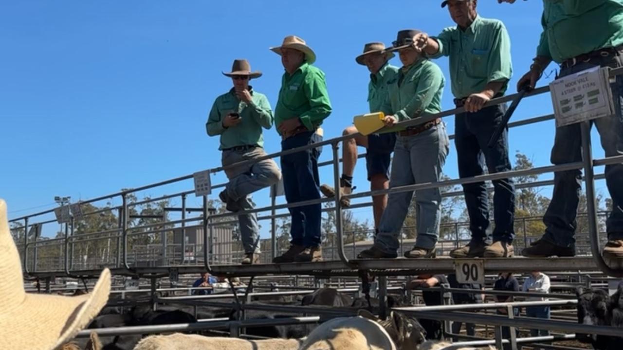 Powranna cattle sale earlier in the year. Photo: Bronwyn Lisson Powranna cattle sale earlier in the year
