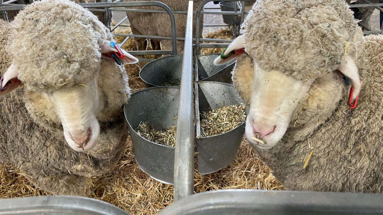 Two merino ewes from Trefusis Stud