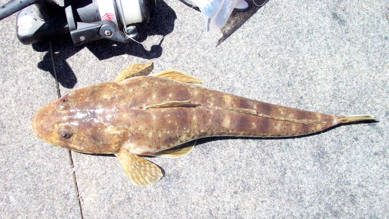 Flathead