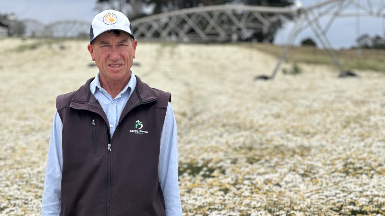 Botanical Resources Australia pyrethrum production manager Mark Raspin in a flowering crop near Don