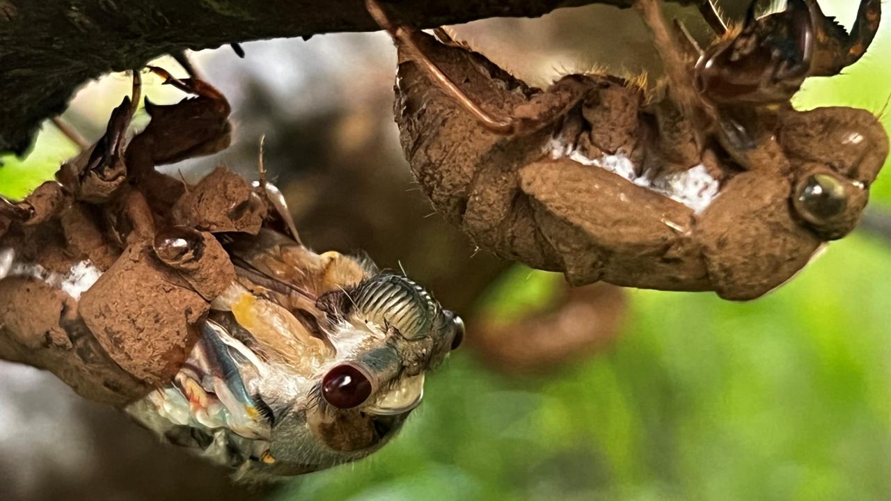 Photo by Shelley Grant Red Eyed Cicada, Tasmania