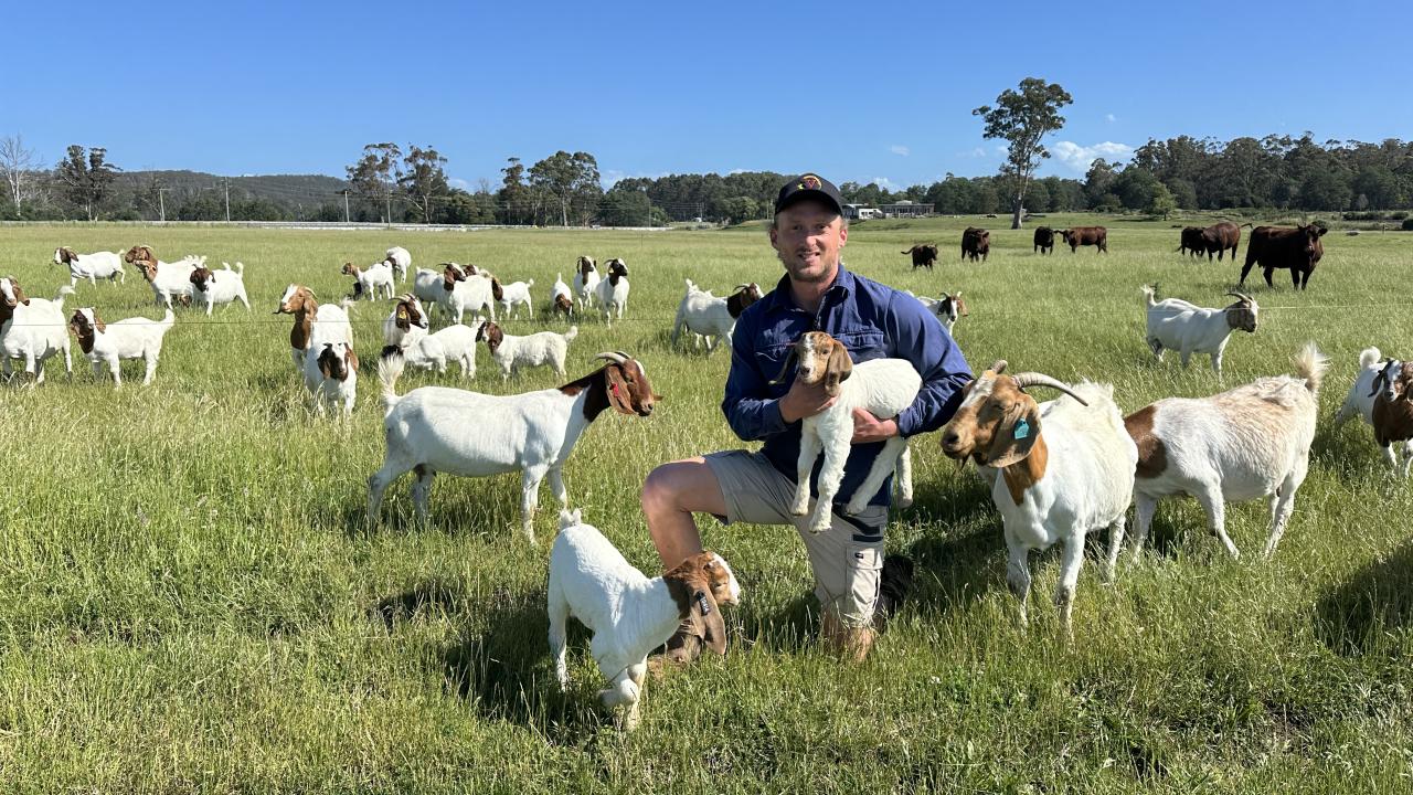 Tasmanian Premium Goat Meat founder Callan Morse with some of his Sherwood Boer Gat stud herd. Tasmanian Premium Goat Meat founder Callan Morse with some of his Sherwood Boer Gat stud herd.