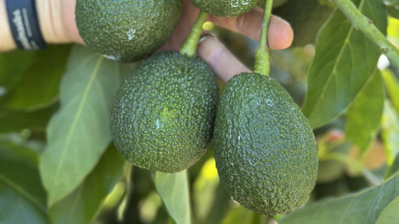 Avocados on a tree at Harvest Moons orchard at Forth. Avocados on a tree at Harvest Moons orchard at Forth