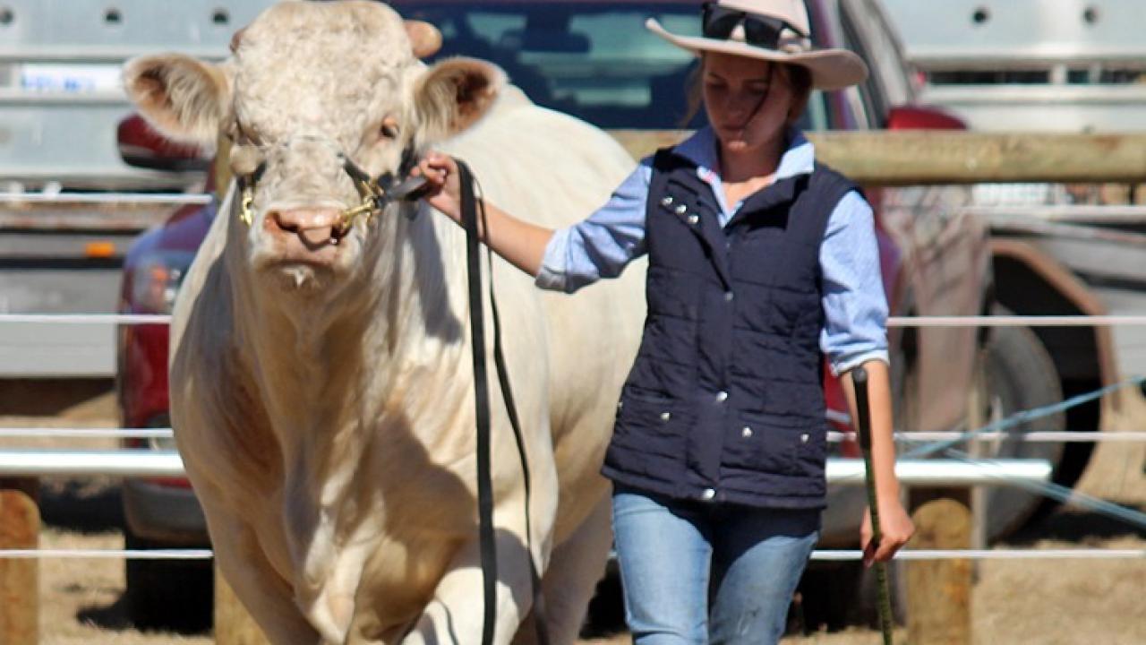 Bushy park show Mollie Fenton with Charolais bull. Bushy park show Mollie Fenton with Charolais bull.