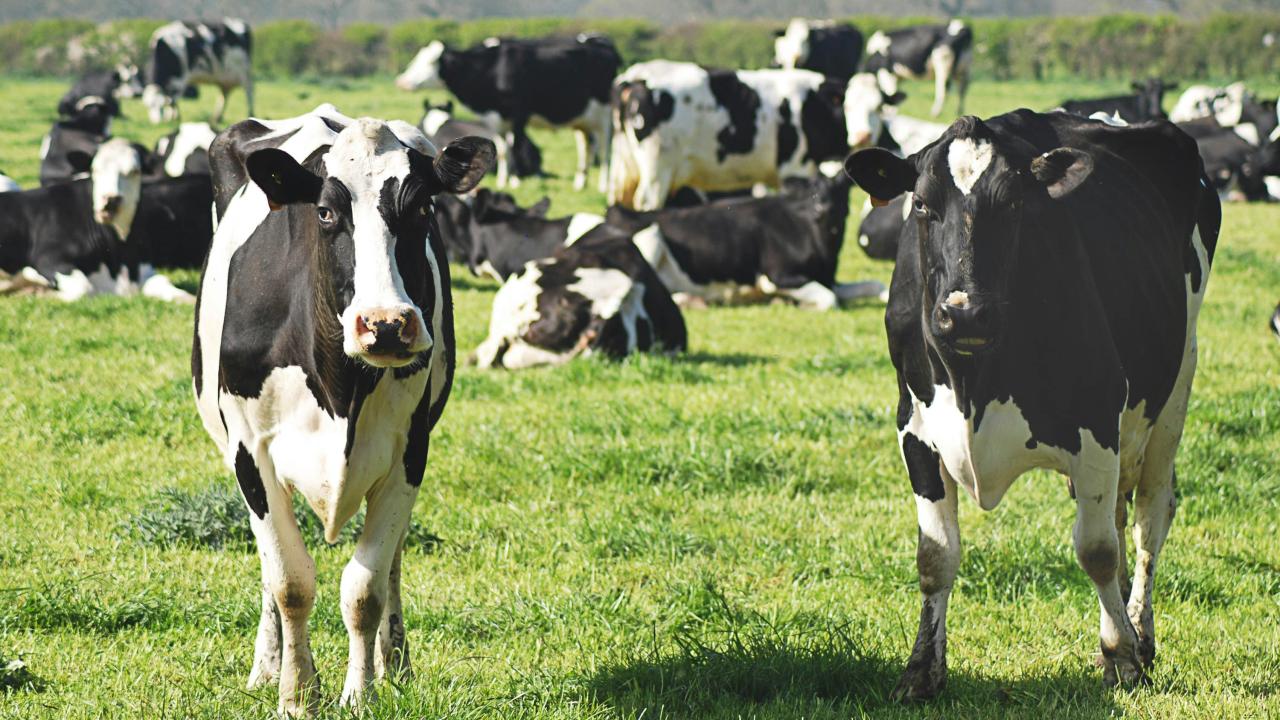 Dairy