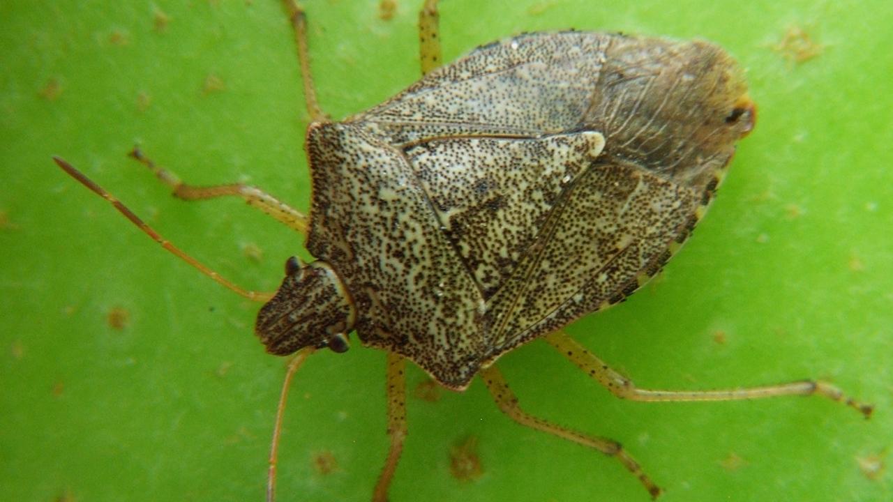 Brown marmorated stinkbug
