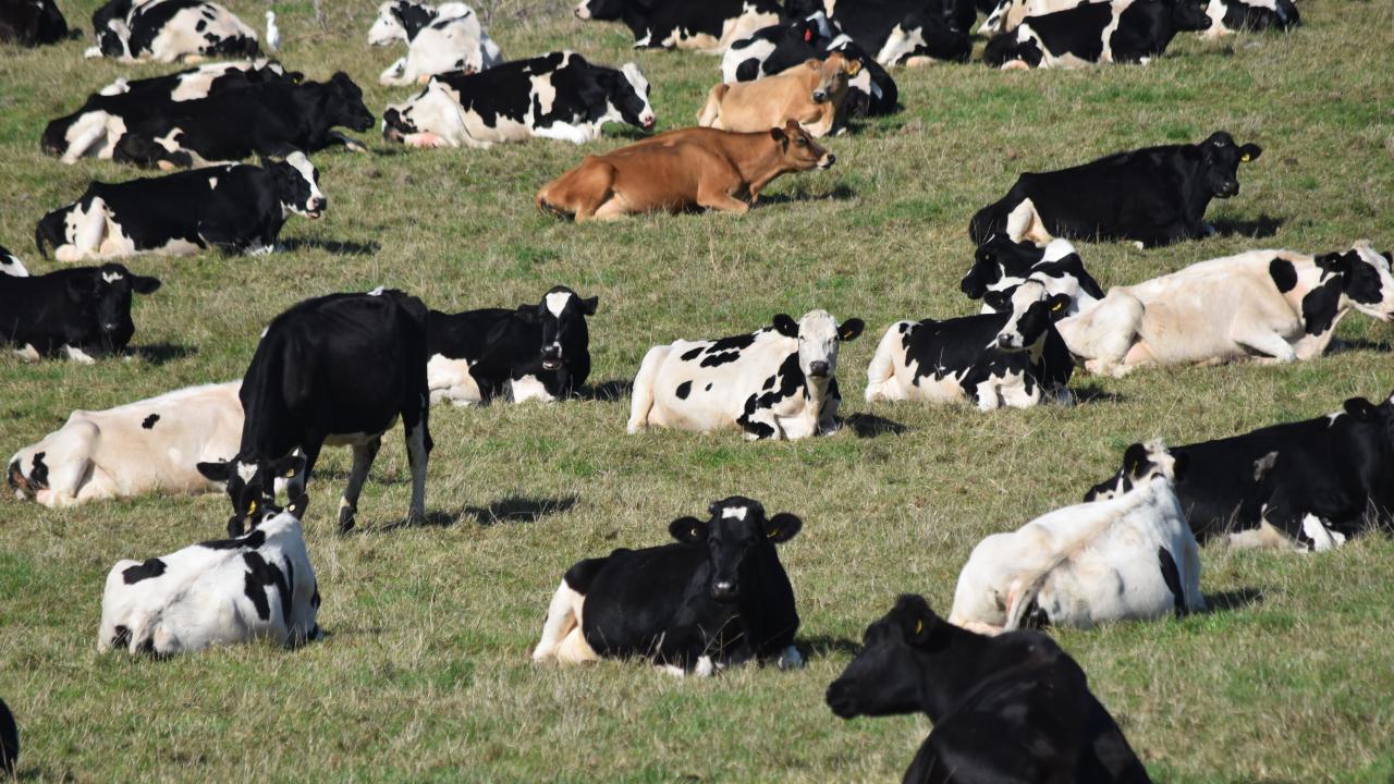 According to the latest statistics, Holsteins make up 70 per cent of Australia’s national herd