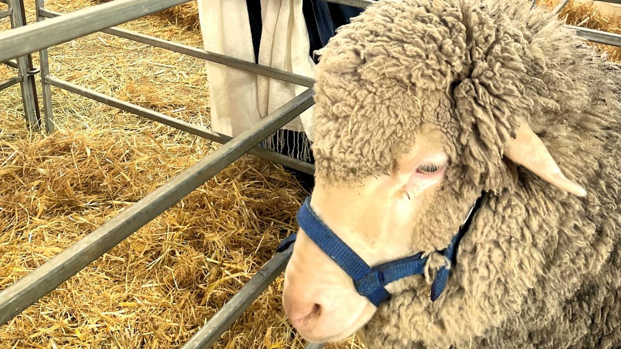 Wool Report