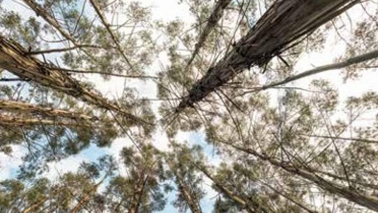 Private forest