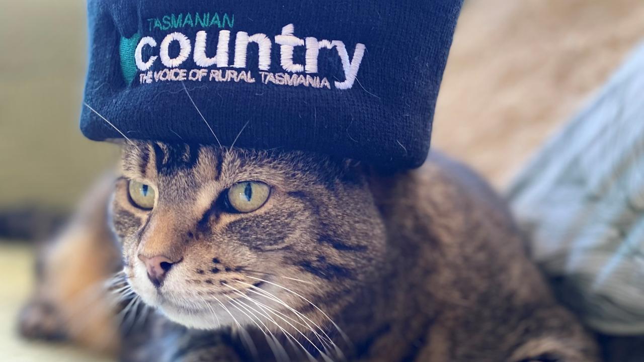 Tas Country beanie
