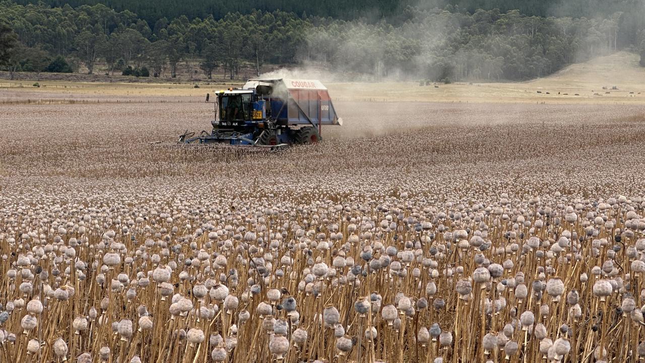 Poppies being harvested near Deloraine. Poppy harvesting