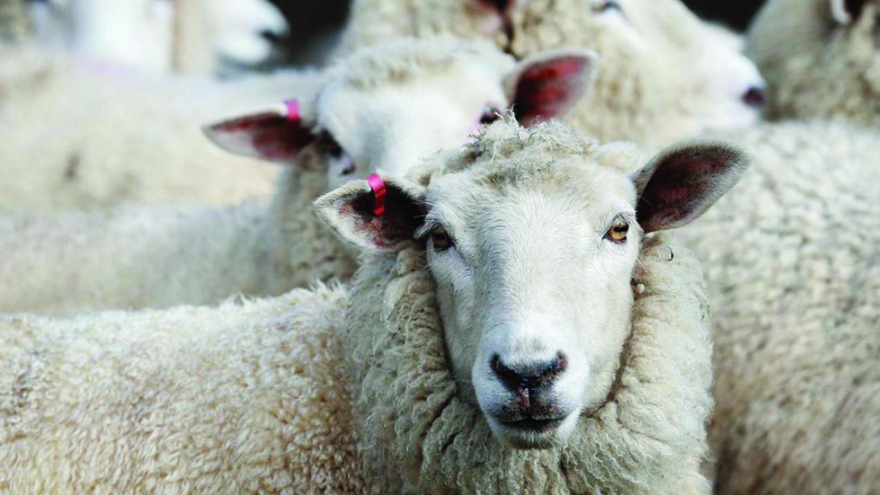 Sheep Sheep
