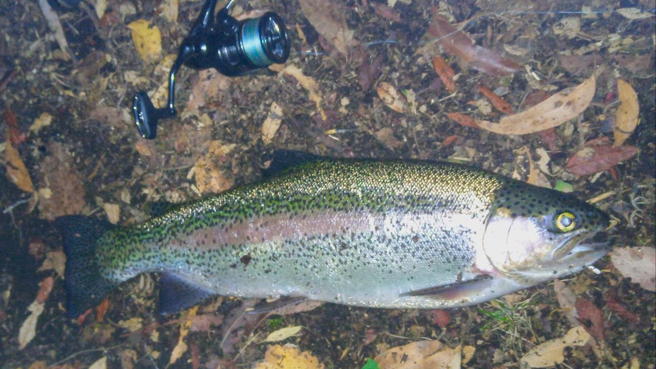 Rainbow trout Rainbow trout